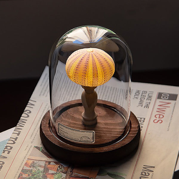 DIY Sea-themed Night Light - Handmade Craft Kit - Natural Materials - Perfect Gift Idea - Sea Urchin - Seashell